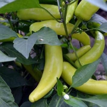 Red Wax Pepper Capsicum chinense seeds for patio planting