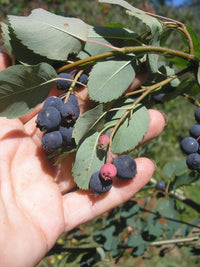 Annon Seeds for Tropical Fruit Tree Enthusiasts 100 pcs