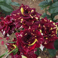Maroon & Cream Rose Heirloom Non-GMO Seeds for Planting