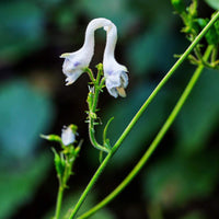 Swan Flower Rare White Flower Seeds for Home Garden