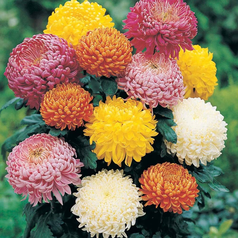Crisantamo seeds for planting – colorful daisy-like flowering plant seeds with dense green foliage, ideal for gardens, borders, and containers