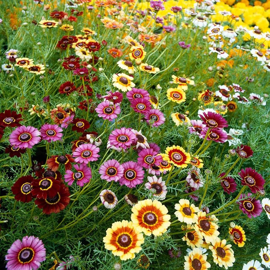 Rainbow Daisy Chrysanthemum Mixed Flower Seeds
