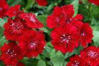 Dianthus Ideal Series violet picotee flower seeds for vibrant garden borders