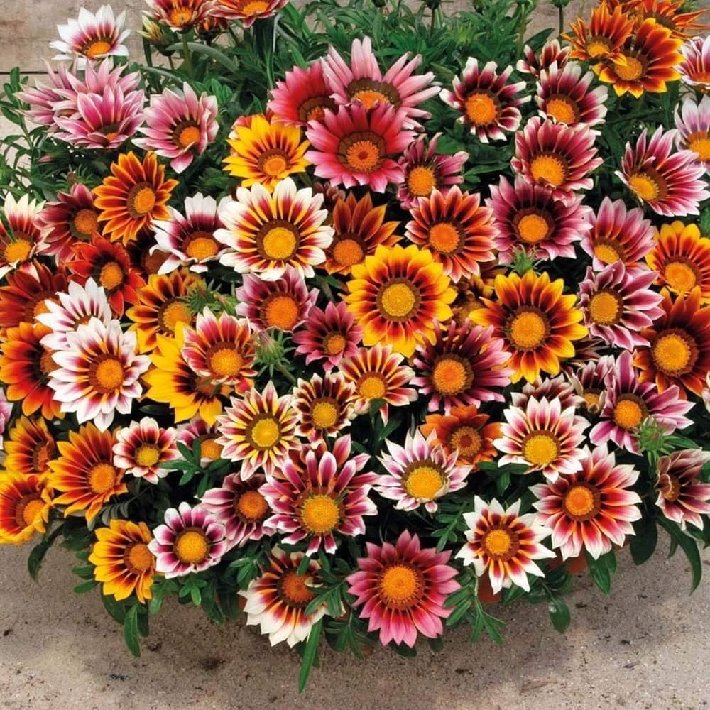 Gazania Gazania rigens Flower Seeds for Planting in Backyard Garden