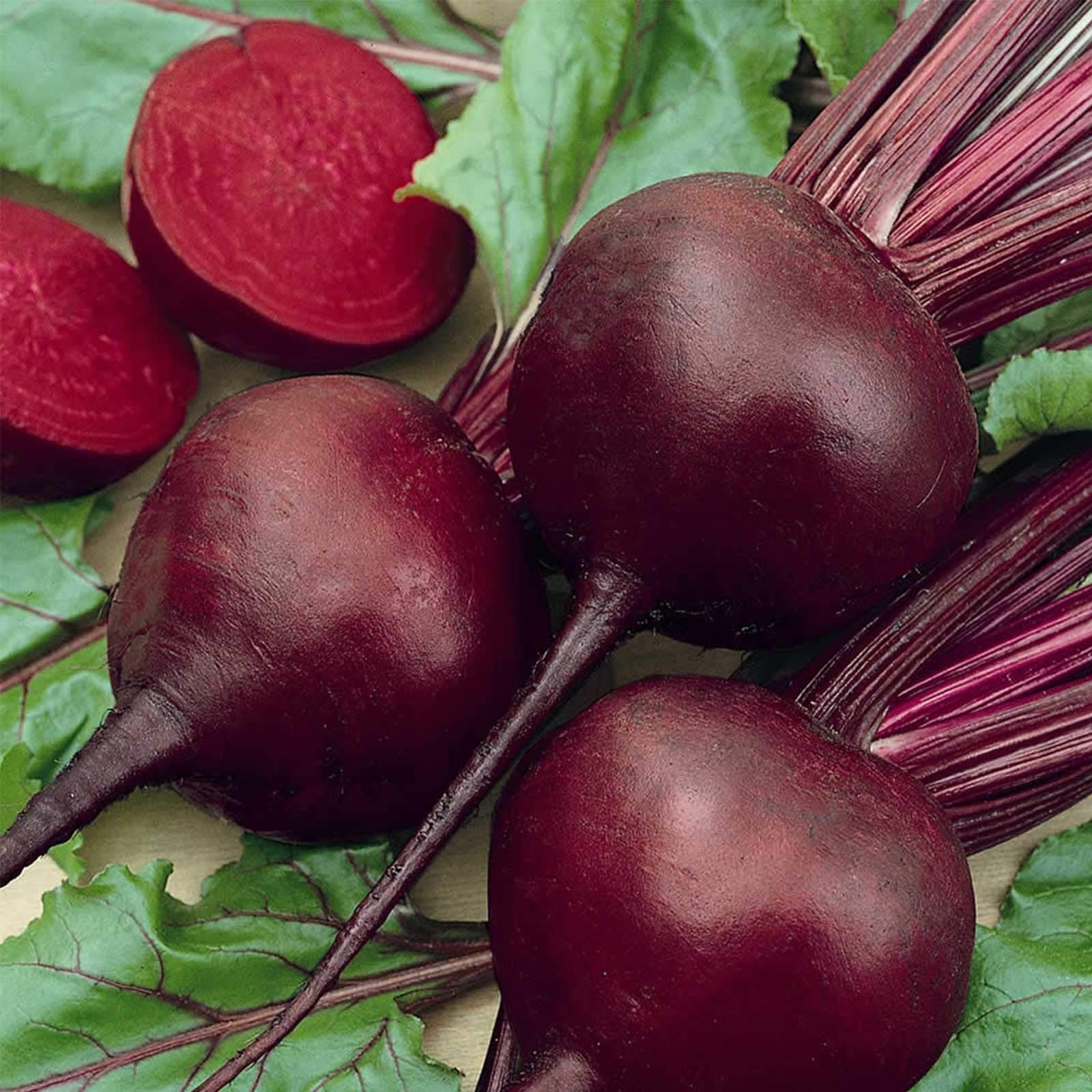 Detroit dark red beet grown from heirloom seeds with round, deep red roots and sweet taste