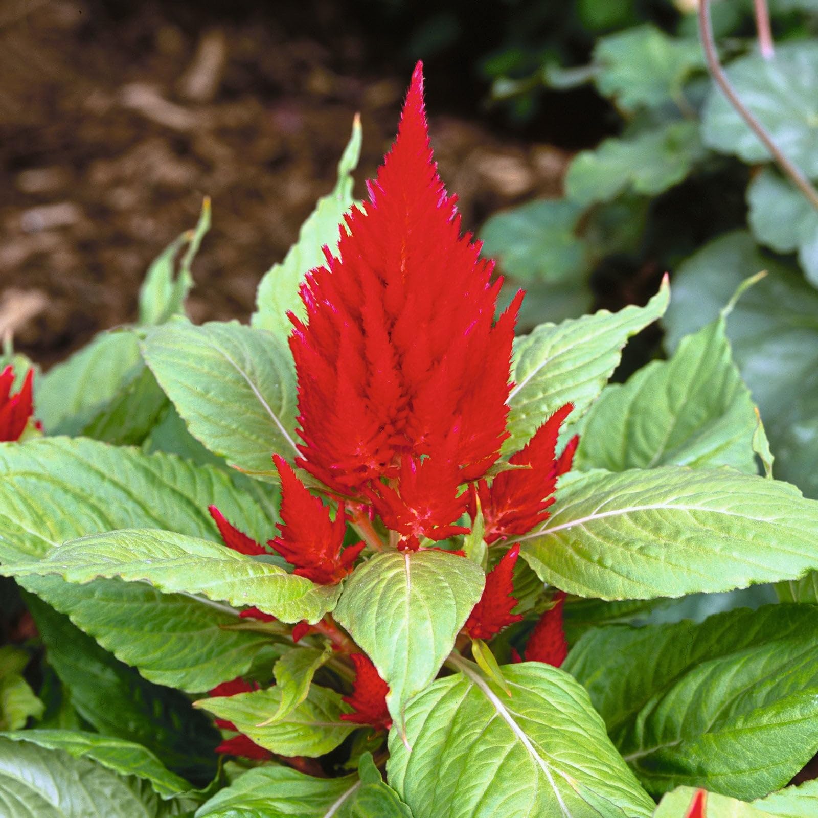 Crimson pampas plumes grown from seeds attracting butterflies and bees with feathery red-pink blooms