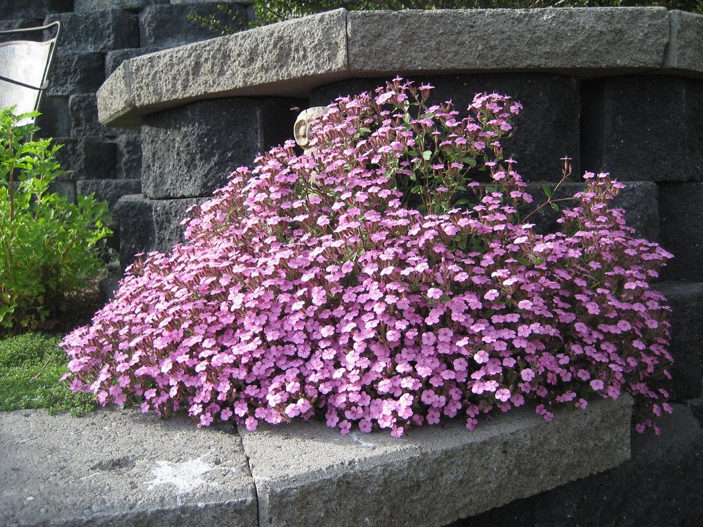 Soapwort - Tumbling Ted