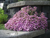 Soapwort- Pink Beauty