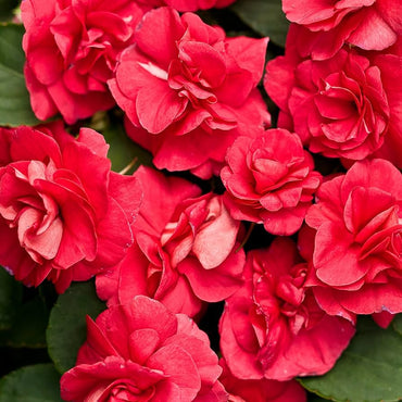 Impatiens Double Royal Flush Red Picotee flower seeds for vivid shade blooms