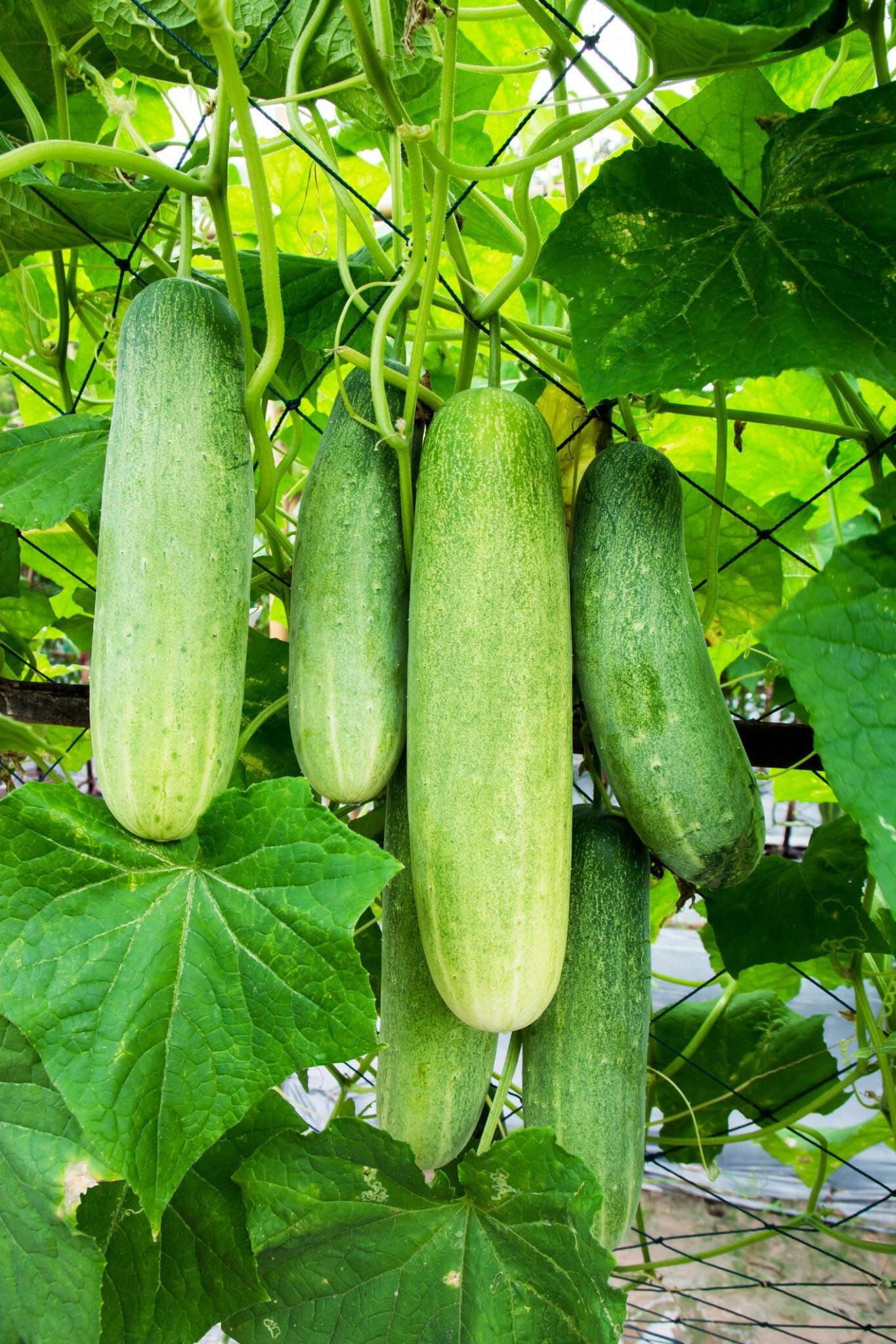 National (decapaggio cucumber Cucumis sativus vegetable) for planting in garden