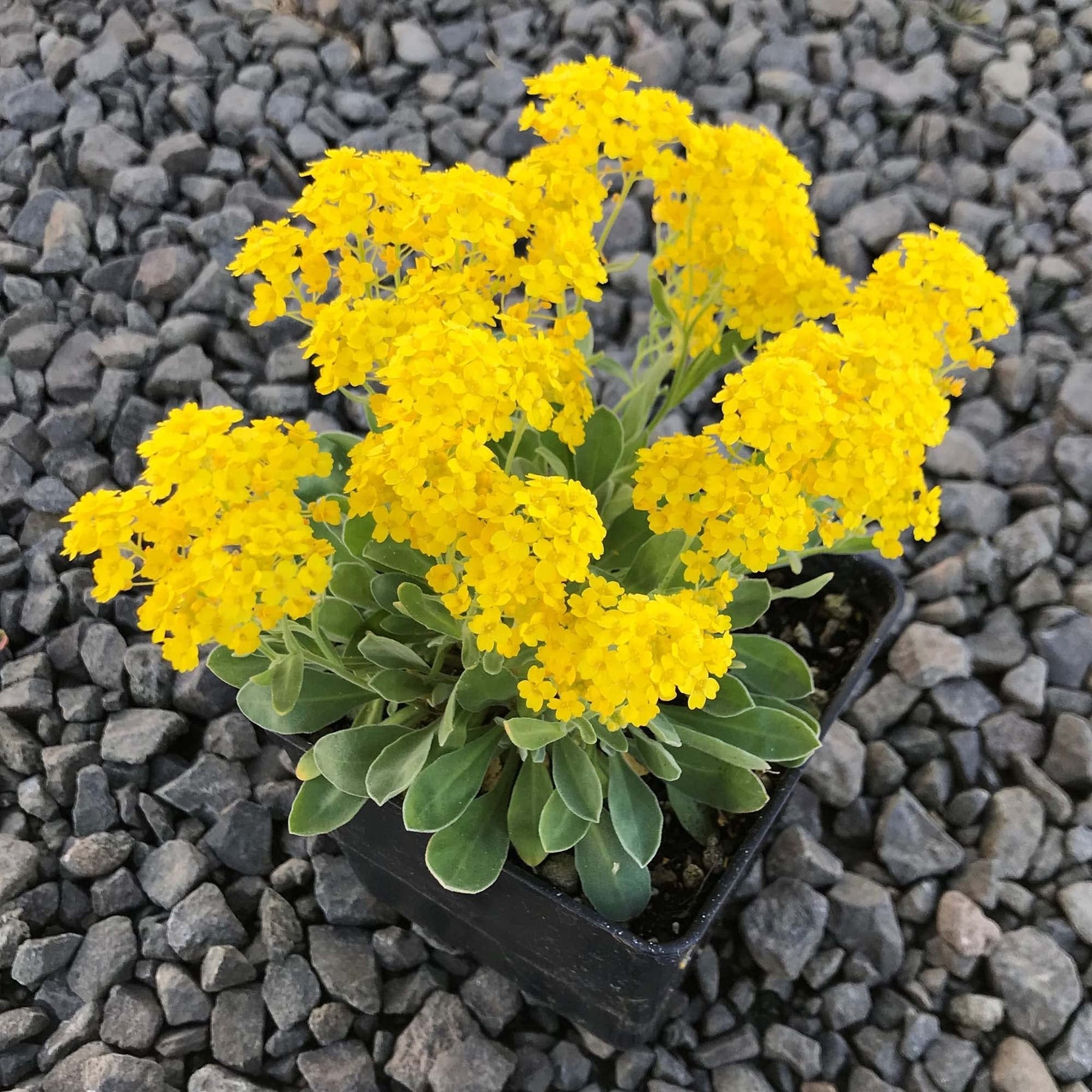 Yellow Rock Cress Plant Seeds for Planting - NON GMO Seeds for planting in home garden