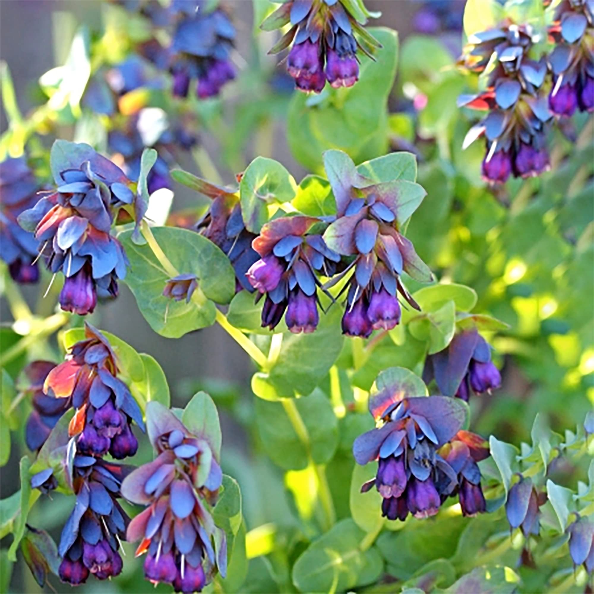 Blue Shrimp Plant from Cerinthe Major seeds with waxy blue-purple bracts and silvery foliage