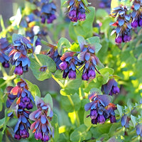 Cerinthe Blue Shrimp seeds – striking honeywort flowers attract pollinators