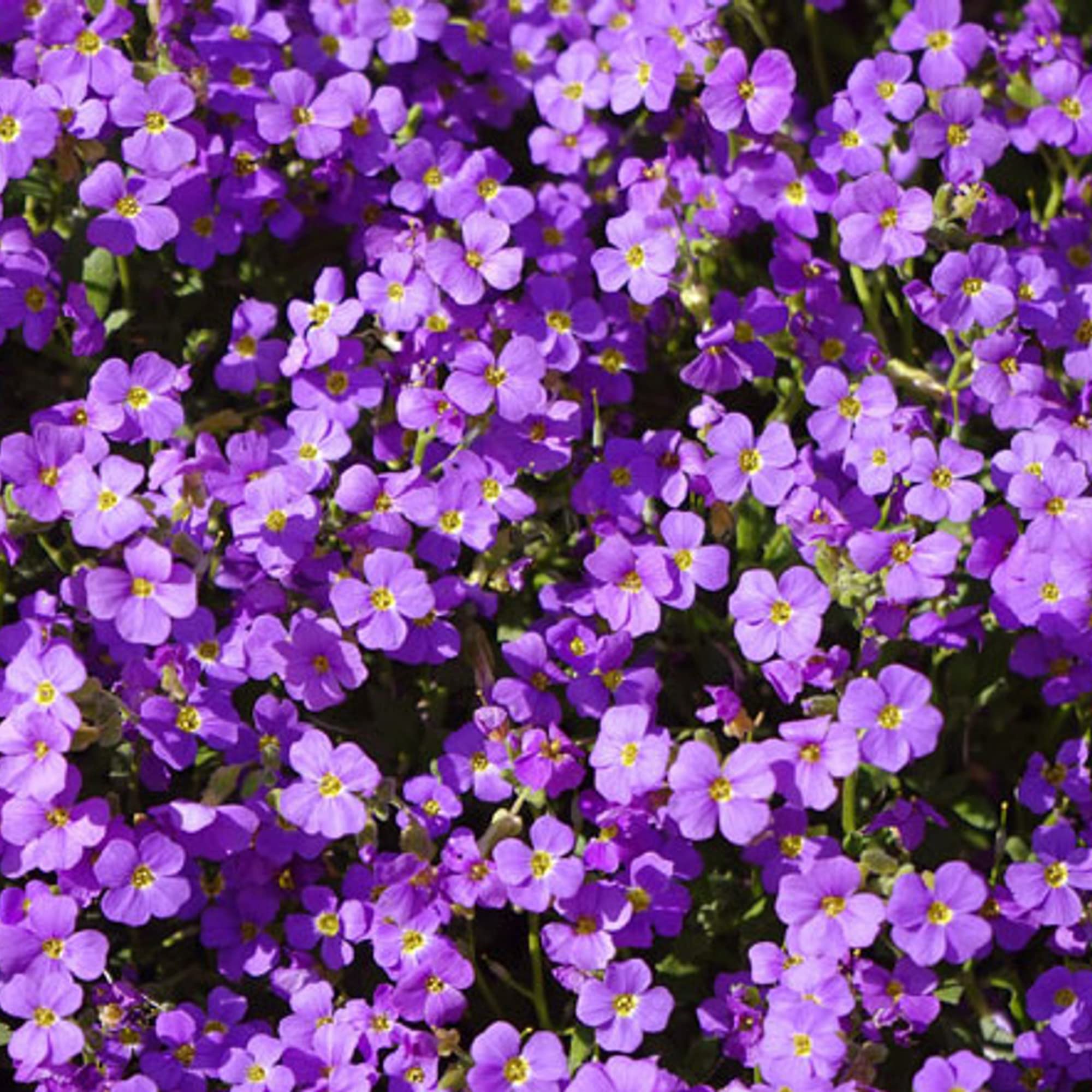 Aubrieta Cascade Viola Rock Cress seeds growing into low-spreading, violet-colored blooms that create a colorful groundcover
