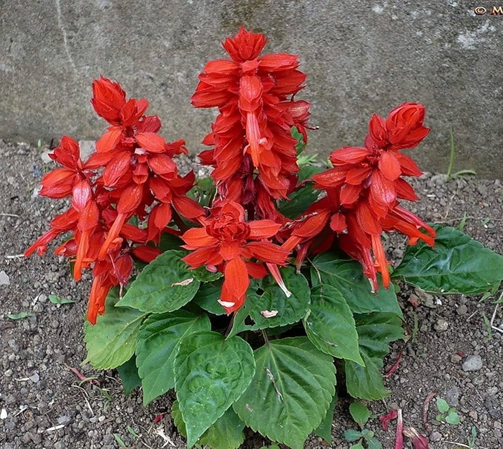 Salvia (Splendens Sizzler Salmon flower) for planting in garden
