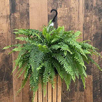 Rare Exotic Fern Seeds for Indoor Herbal Plants and Home Garden