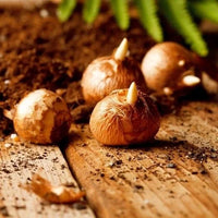 Crocus Bulbs - Large Flowering Mix