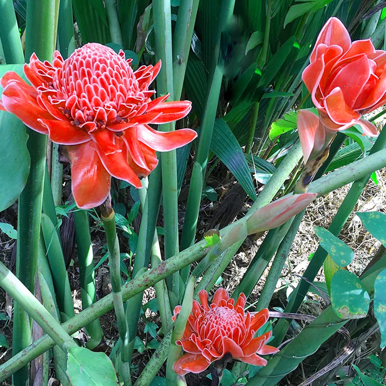 Exotic red torch ginger flower grown from seeds with tall, striking red cone-shaped blooms