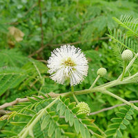 White tamarind Fruit Seeds