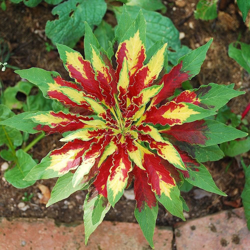Tricolor Amaranthus Perfecta grown from seeds with striking red, yellow, and green foliage