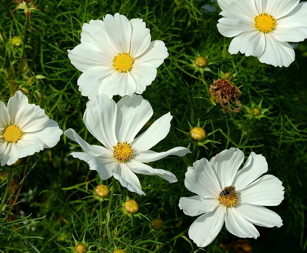 Cosmos (Sonata Mix flower) for planting in garden
