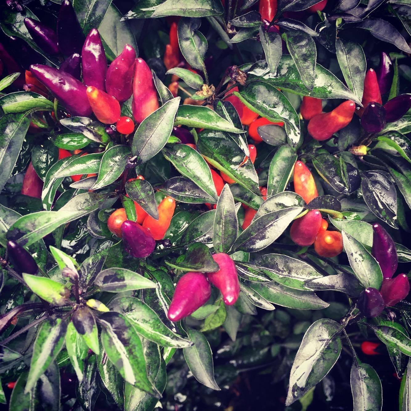 Explosive - Ember for planting in home garden