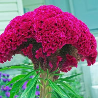 Chinese Pteris Pinnate Cockscomb (Celosia Spicata) Seeds