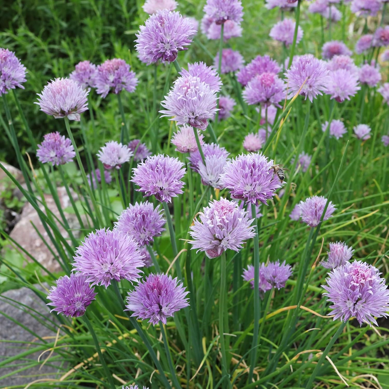 Heirloom Schoenoprasum Flower Seeds, Non-GMO Chive Herb Blooms for Culinary and Garden Planting for planting in home garden
