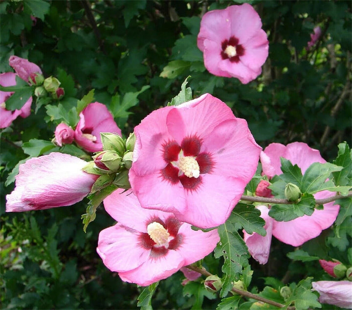 Rose of Sharon Hibiscus Seeds for Planting – Heirloom, Non-GMO Flower Garden Seeds