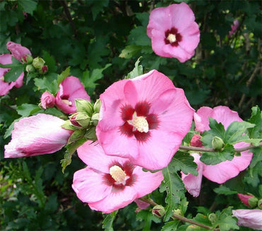 Sharon Hibiscus Flower Seeds – Heirloom, Non-GMO Flower Seeds for Planting