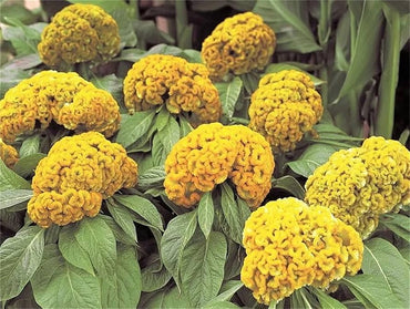 Yellow Cockscomb Celosia (Cristata) seeds – bright annual crested blooms