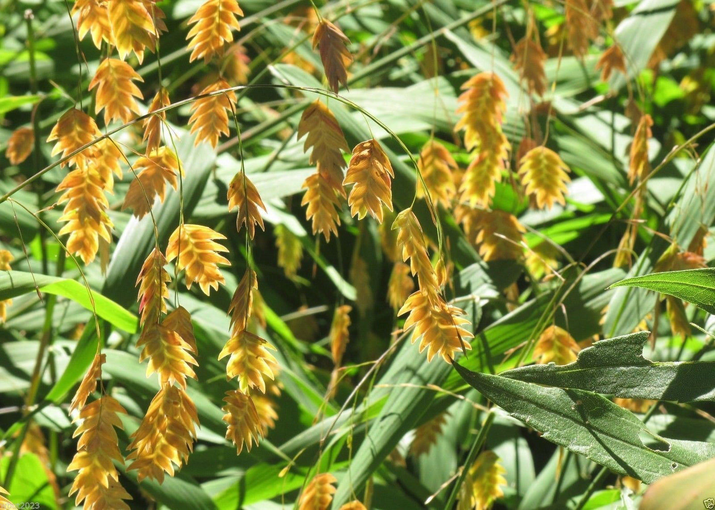 Northern Sea Oats – Organic Grass Seed