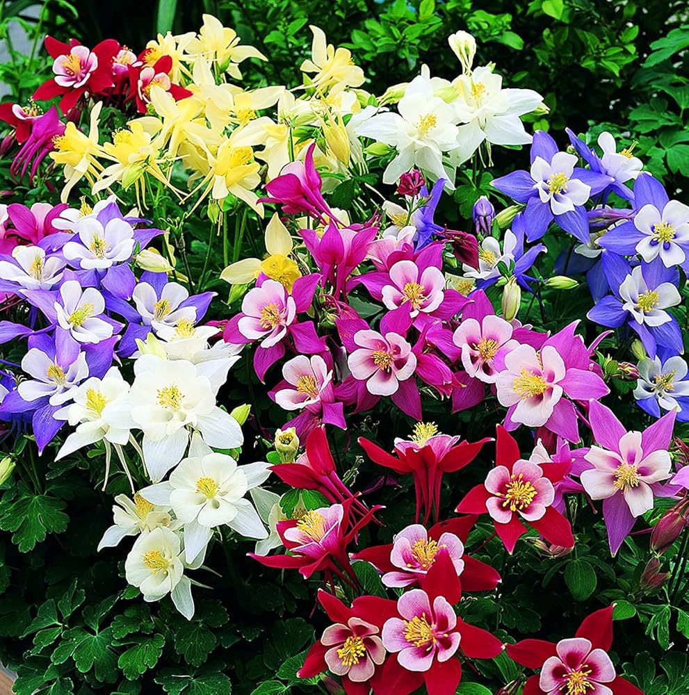 Columbine flower Aquilegia Winky Double Mix seeds for planting in shaded garden beds or natural landscapes