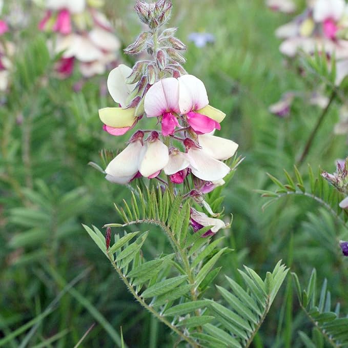 Goat's Rue Flower Seeds – Heirloom, Non-GMO Seeds for Planting Fragrant Pollinator Blooms