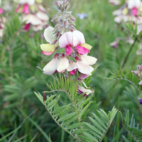 Goat's Rue Flower Seeds – Heirloom, Non-GMO Seeds for Planting Fragrant Pollinator Blooms