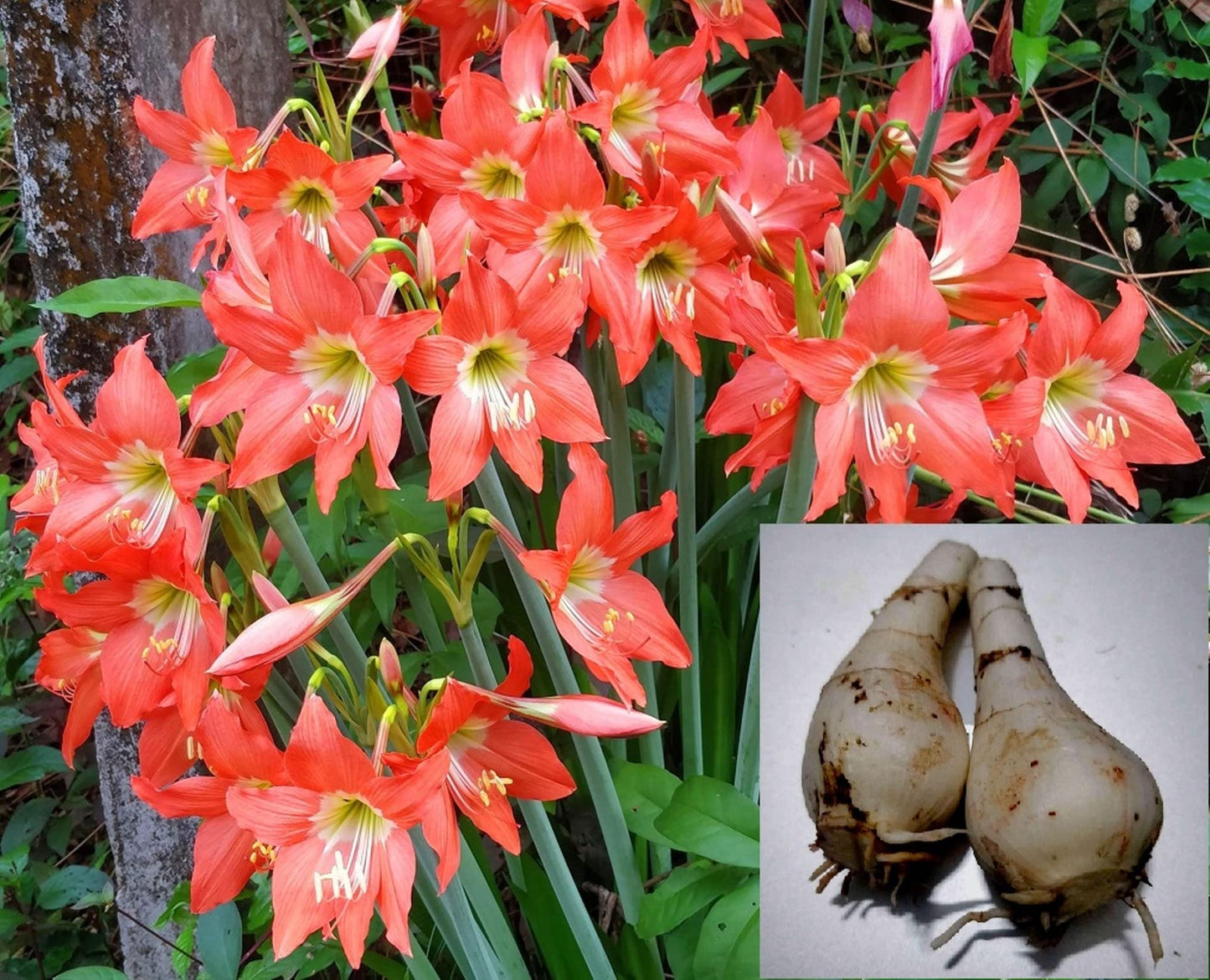 Hippeastrum Barbados Lily Flower Seeds for Garden and Potted Planting