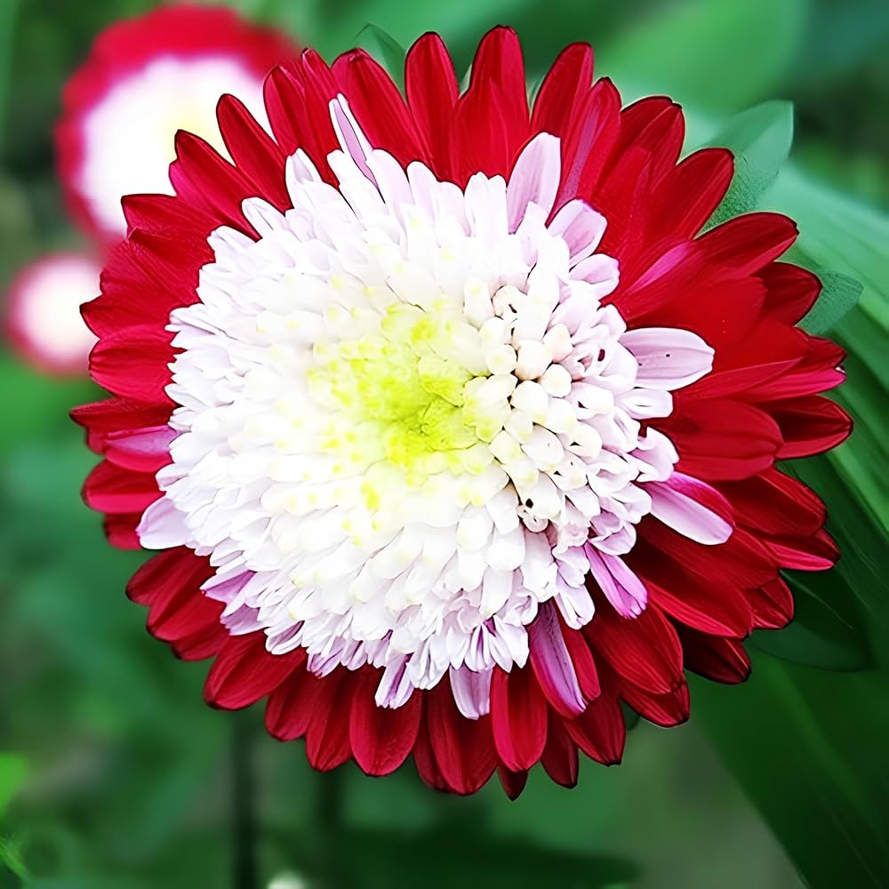Aster Red Rainbow Chrysanthemum Perennial Flower - for planting in home garden