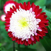Aster Red Rainbow Chrysanthemum Perennial Flower - for planting in home garden