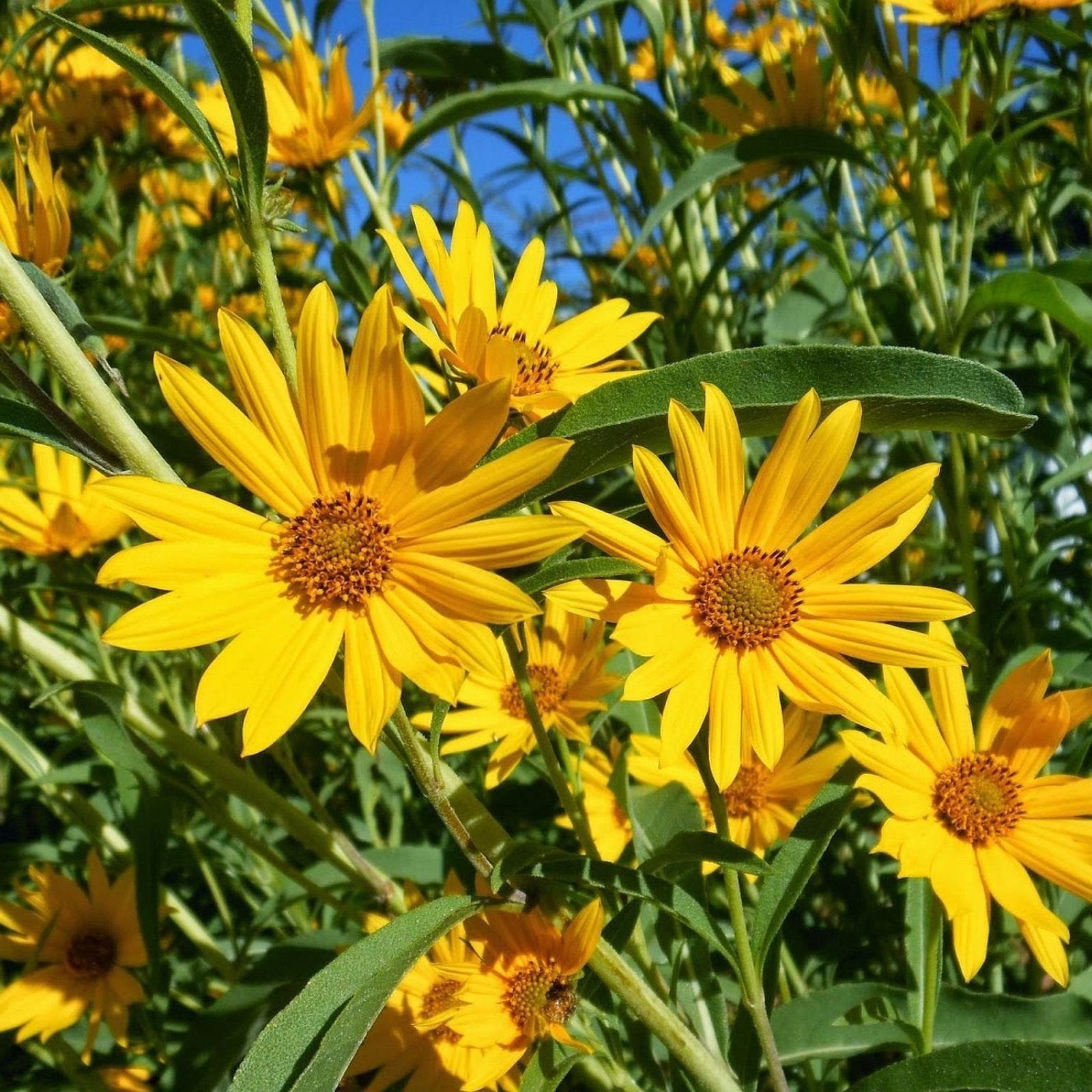 Maximilian sunflower plant grown from seeds with tall stems and clusters of bright yellow blooms