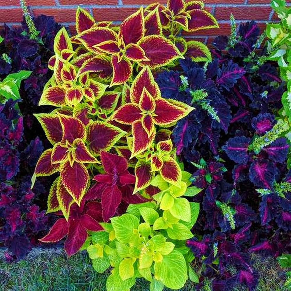 Coleus Rainbow Mix seeds producing vibrant foliage plants with multi-colored leaves in shades of red, pink, green, and yellow