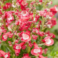 Red Penstemon Hartwegii Flower Seeds for Planting - 100 pcs