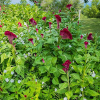 Chinese Pteris Pinnate Cockscomb (Celosia Spicata) Seeds