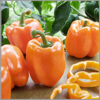 Sweet Orange Pepper seeds – non-GMO, crisp and fruity flavor