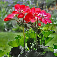 Heirloom Non-GMO Geranium Flower Seeds for Planting – Fresh and Vibrant Garden Blooms