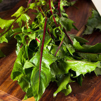 Garnet Stem Flower Seeds – Heirloom, Non-GMO Flower Seeds for Planting