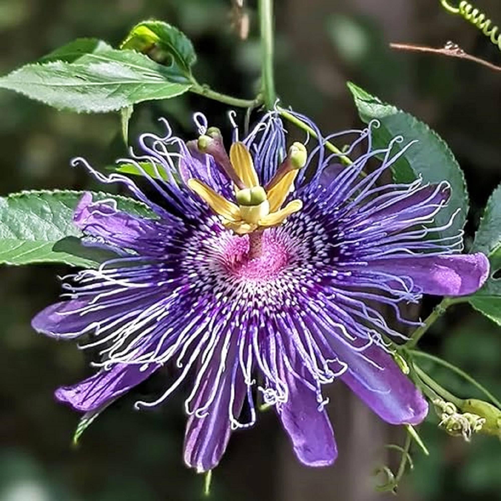 Dark Purple Passion Flower seeds growing climbing tropical vines with intricate, deep purple blooms and fringed petals, ideal for trellises or exotic gardens