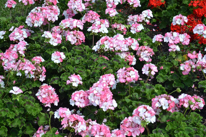Pink & White Geranium Seeds for Planting – Heirloom Non-GMO