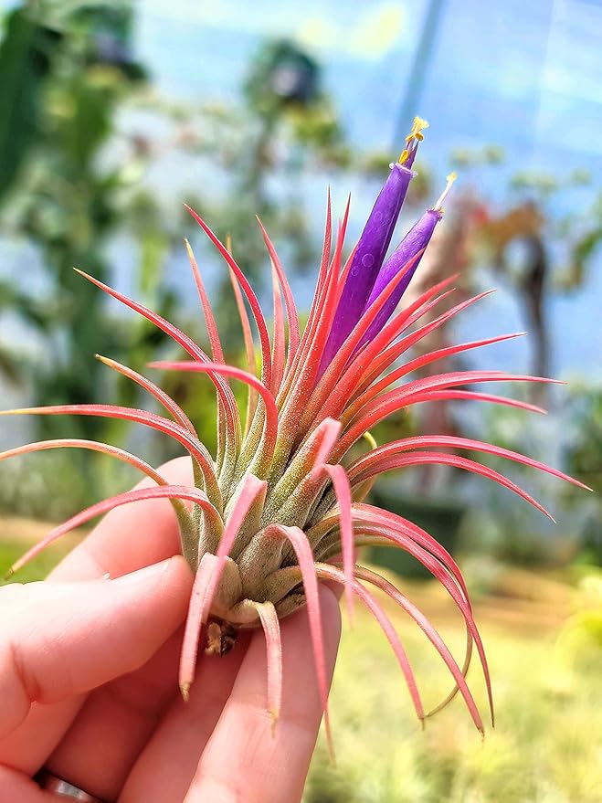 Heirloom Non-GMO Tillandsia Ionantha Plant Seeds – Air Plant Variety for Unique Garden Decor