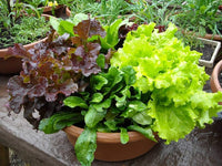 Five Star Greenhouse Lettuce Mix – Lettuce Seeds
