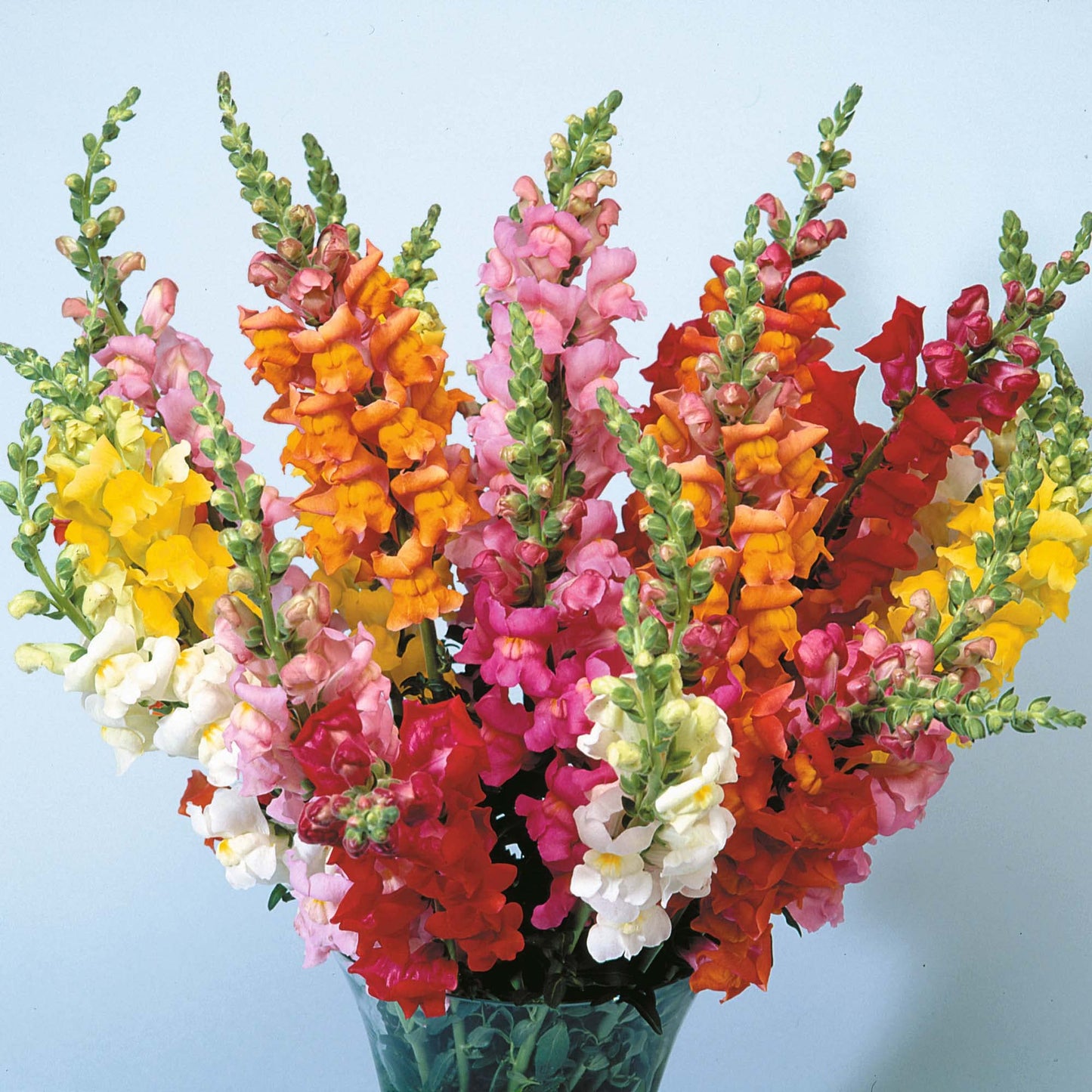 Rainbow Snapdragons Seeds